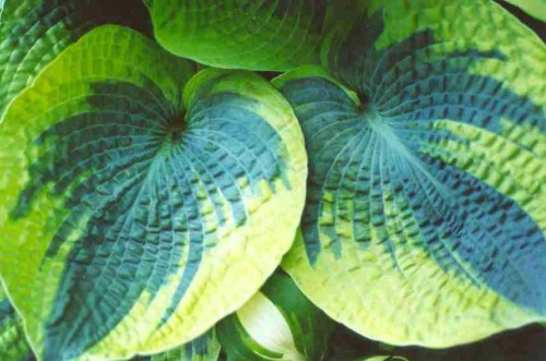 Hosta tokudama Flavocircinalis.jpg
