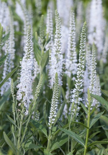 Veronica longifolia Alba.jpg
