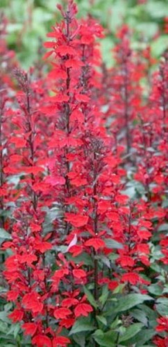 Lobelia speciosa Starship Scarlet.jpg
