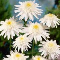 Leucanthemum superbum Wirral Supreme 1.jpg