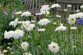 Leucanthemum superbum Wirral Supreme.jpg