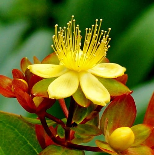 Hypericum calycium Rose von Sharon.jpg
