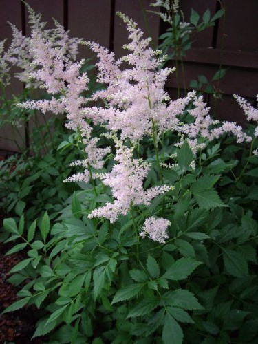Astilbe japonica Europa.jpg
