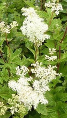 Filipendula ulmaria.jpg