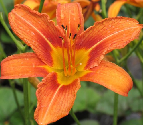 Hemerocallis fulva.jpg