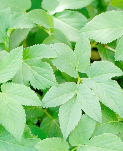 Aegopodium podagraria.jpg