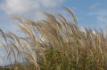 Miscanthus sacchariflorus 1.jpg