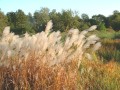 Miscanthus sacchariflorus.jpg