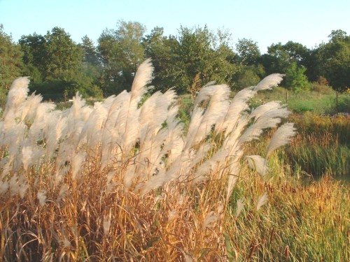 Miscanthus sacchariflorus.jpg