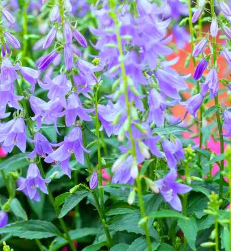 ADENOPHORA latifolia Gaudi Violet.jpg