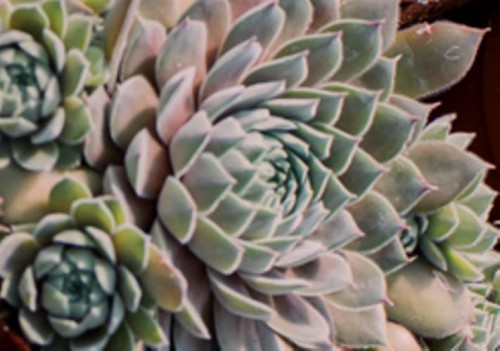 SEMPERVIVUM x hybr Aquila.jpg