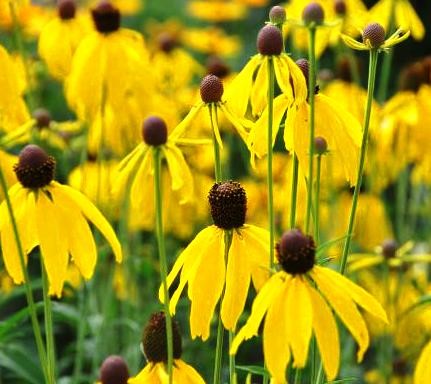 RATIBIDA (RUDBECKIA) pinnata .jpg