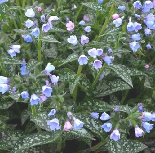 PULMONARIA angustifolia Twinkle Toe.jpg