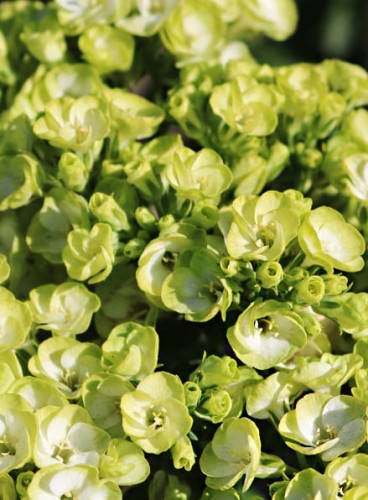 Phlox paniculata Orchid Green.jpg