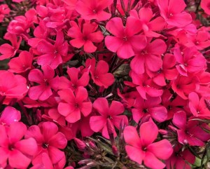 płomyk wiechowaty "Early Red" (łac. Phlox paniculata) kod: 11791