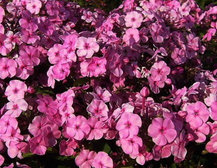 Phlox amplifolia Minnehaha.jpg