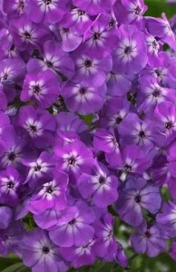 płomyk wielkolistny "Goliath" (łac. Phlox amplifolia) kod: 11789