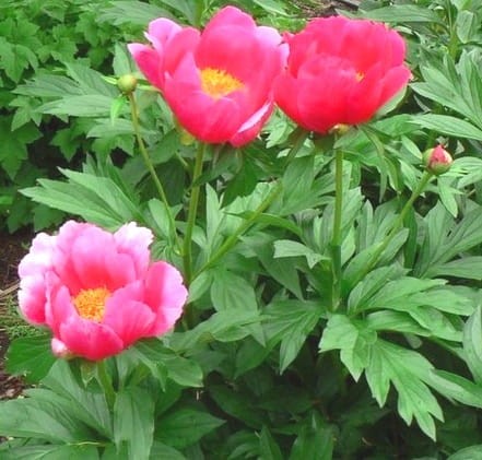 PAEONIA lactiflora Scarlett O'Hara.jpg