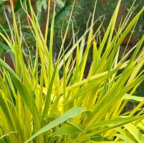 MOLINIA arundinacea Herbert Clark Hoover.jpg