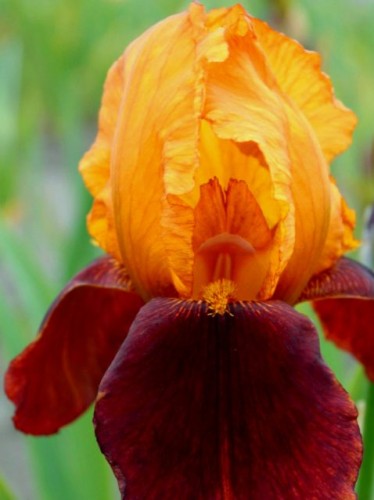 IRIS germanica (barbata elatior) Caligula.jpg