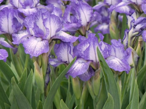IRIS barbata nana (pumila) Petite Polka.jpg