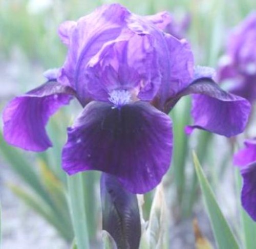 IRIS barbata nana (pumila) Brannigan.jpg