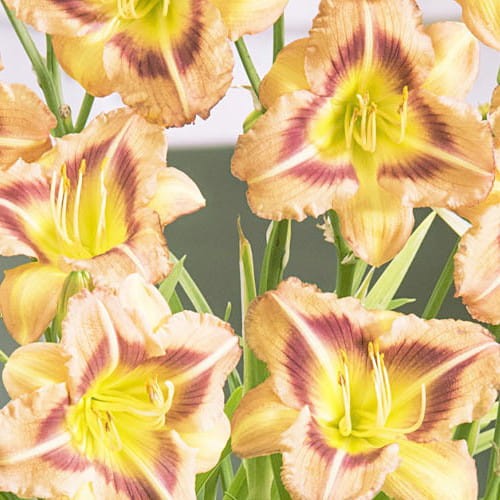 Hemerocallis London Eye.jpg