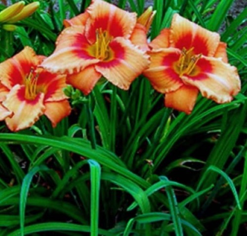 HEMEROCALLIS  Leebea Orange Crush.jpg