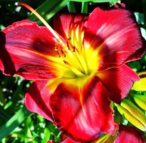 HEMEROCALLIS  Jolly Hearts.jpg