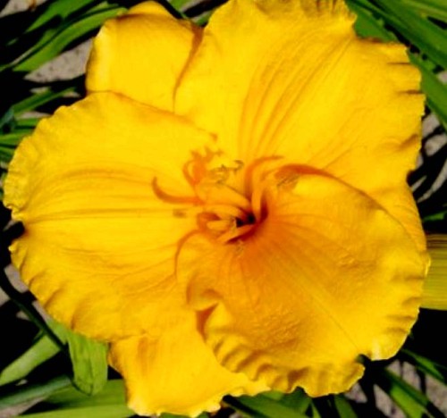 HEMEROCALLIS  Jerusalem.jpg