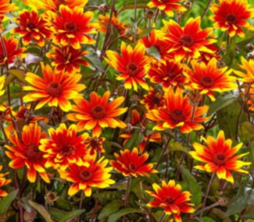 HELIOPSIS helianthoides Sparkling Contrast.jpg