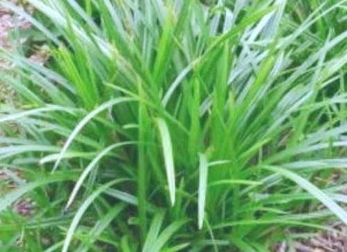 CAREX oshimensis Greenwell.jpg