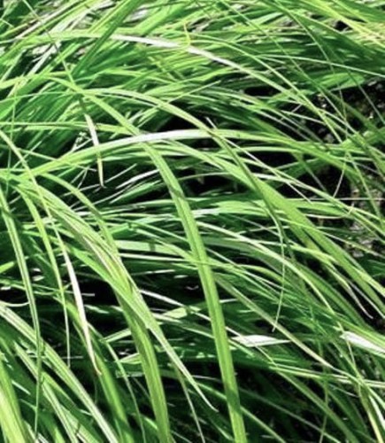 Carex oshimensis Evergreen.jpg