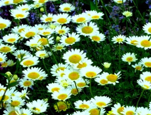 ANTHEMIS tinctoria Sauce Hollandaise.jpg