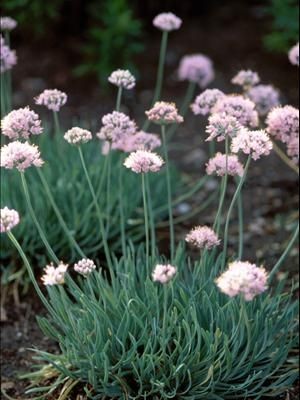 Allium glaucum.jpg