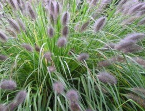 Pennisetum alopecuroides Viridescens.jpg