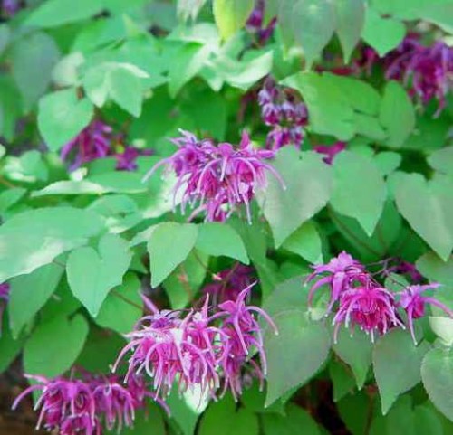 Epimedium grandiflorum Rose Queen.jpg