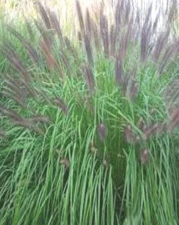 Pennisetum alopecuroides National Arboretum.jpg