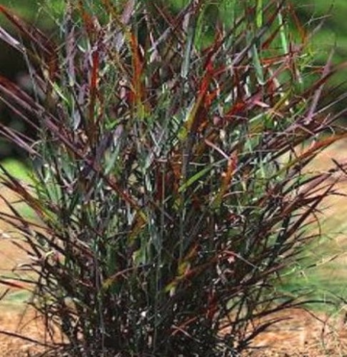 Panicum virgatum Hot Rod.jpg