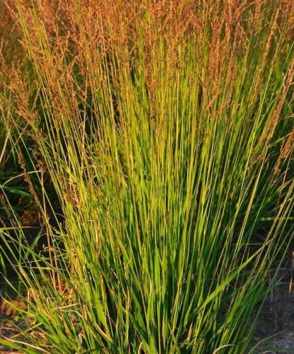 Molinia caerulea Poul Petersen.jpg