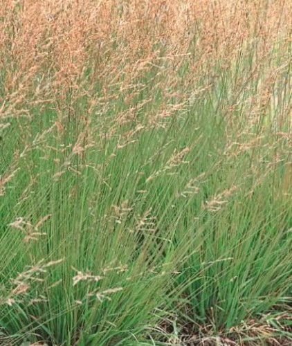 Molinia caerulea Heidezwerg.jpg