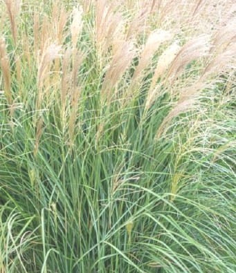 Miscanthus sinensis Vanilla Sky.jpg