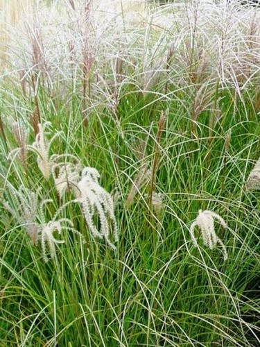 Miscanthus sinensis Sarabande.jpg