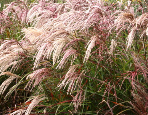 Miscanthus sinensis Kaskade.jpg