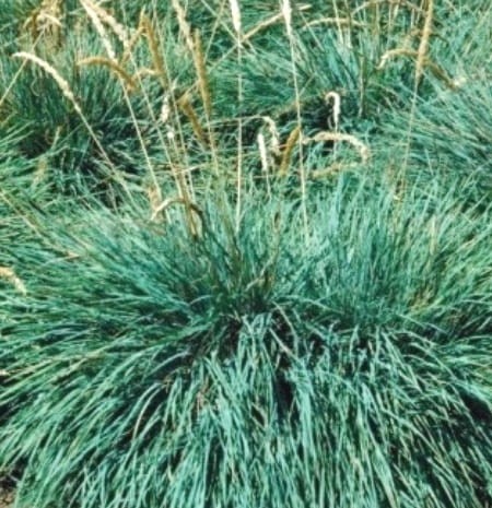 Koeleria glauca Coolio.jpg