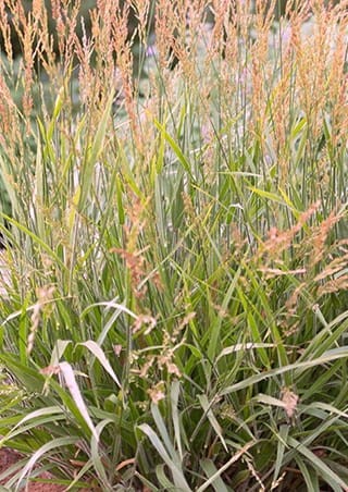 Calamagrostis splendens Cheju-Do.jpg