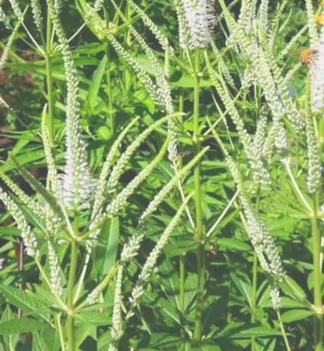 Veronicastrum virginicum White Apollo.jpg