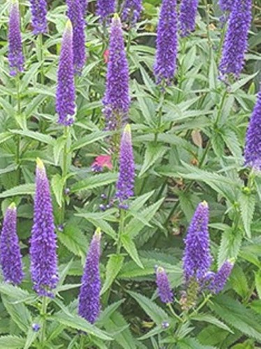Veronica longifolia First Glory.jpg