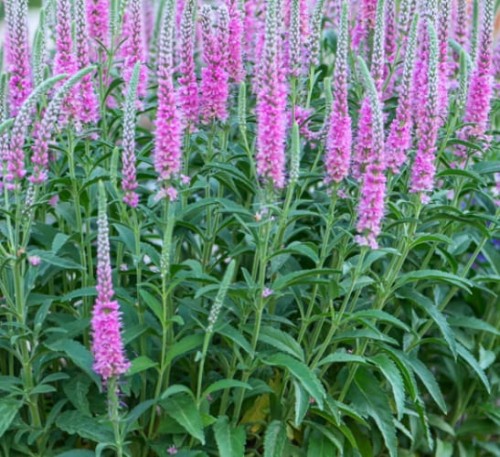 Veronica spicata Anniversary Rose.jpg