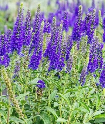 Veronica spicata Anniversary Blue.jpg